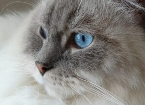 Blaue Augen der Ragdoll