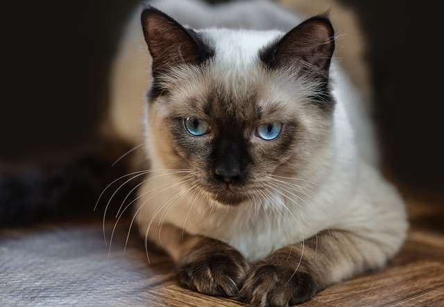 Ragdoll Katze