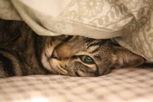 rollige Katze mit Kuscheln und Wärme beruhigen